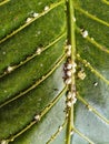Plant Leaf Infested with Scale Insects Royalty Free Stock Photo