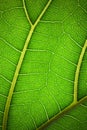 Plant leaf in macro. Green texture and pattern on a leaf of a plant. Green nature organic background