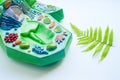 Plant leaf and model of plant cell