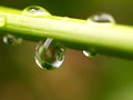 Plant leaf / water drop 02 Royalty Free Stock Photo