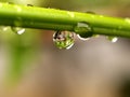 Plant leaf / water drop 04 Royalty Free Stock Photo