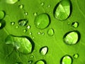 Plant leaf / water drop 06 Royalty Free Stock Photo