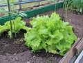 Plant leafy lettuce in the gardenbed Royalty Free Stock Photo