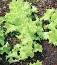 Plant leafy lettuce in the gardenbed Royalty Free Stock Photo