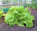 Plant leafy lettuce in the gardenbed Royalty Free Stock Photo