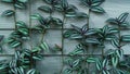 Plant leat with white and green grown on white wall background