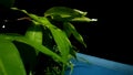 Plant leaves blowing in the wind and rain watersplash in the night