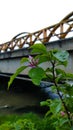 A plant with leaves and a bridge in the background Royalty Free Stock Photo