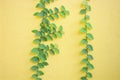 Plant leaves climbing on yellow background, textured of wall Royalty Free Stock Photo