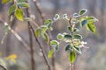 Plant with leaves covered with morning frost. Late autumn. Royalty Free Stock Photo