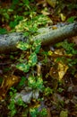 Plant leaves curling along a branch and a web in the autumn forest