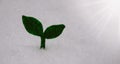 Plant and leaves icon on snow, leaf symbol of ecology, environment and nature. Save the earth. Green forest tree plant. Royalty Free Stock Photo