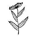 Plant with leaves and inflorescence vector icon. Hand-drawn illustration isolated on white background. Royalty Free Stock Photo