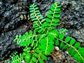 plant leaves meniran background nature Royalty Free Stock Photo