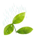 Plant leaves in rain