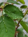 Plant Leaves After Rain