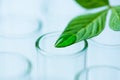 Plant leaves on test tube , biotechnology research concept Royalty Free Stock Photo
