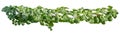 Plant leaves tropic bush foliage tree. Vine, Ivy green hang isolated on white background, clipping path