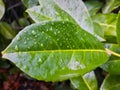 Plant leaves wet after the rainy green intense green color