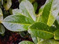 Plant leaves wet after the rainy green intense green color