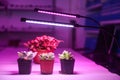 Plant led growth light Royalty Free Stock Photo