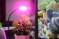 Plant led growth light Royalty Free Stock Photo