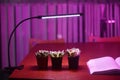 Plant led growth light Royalty Free Stock Photo