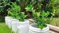 Plant Lemon Trees In Recycle Gallon Bucket