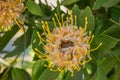 Plant Leucospermum Veldfire Protea