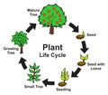 Plant life cycle infographic diagram stages