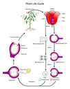 Plant life cycle infographic diagram Royalty Free Stock Photo