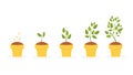 Plant life cycle. Royalty Free Stock Photo