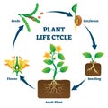 Plant life cycle vector illustration. Labeled educational development scheme Royalty Free Stock Photo
