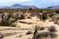 Plant Life in the Desert