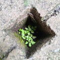 plant life in rock crevices Royalty Free Stock Photo