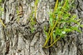 Plant Life on Tree Bark