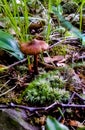 Mushroom and Moss Royalty Free Stock Photo
