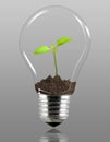 Plant in light bulb