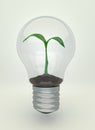 Plant in light bulb Royalty Free Stock Photo