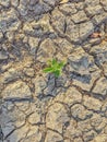 a plant that lives in the dry season and is surrounded by dry, cracked soil Royalty Free Stock Photo