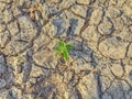 a plant that lives in the dry season and is surrounded by dry, cracked soil Royalty Free Stock Photo