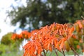 Plant with long rangy deep orange flowers on a green and blue background Royalty Free Stock Photo