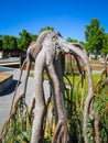 A plant that looks like headless human torso with long arms and legs