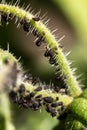 Plant louse or aphids infesting a green plant, aphidoidea in the own garden