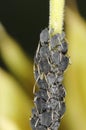 Plant louse colony