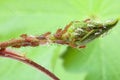 Plant louse colony