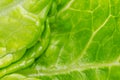 Plant louse, sap-sucking aphid, on green Romaine lettuce leaf Royalty Free Stock Photo