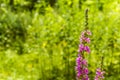 Plant - Lythrum salicaria L.. Royalty Free Stock Photo