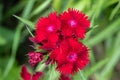 China pink dianthus chinensis flower close up Royalty Free Stock Photo