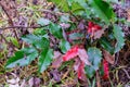 The plant mahonia Holm with bright green and red shiny leaves and dark blue berries growing in the woods